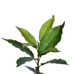 6' Artificial Potted Nandina Tree - Vickerman -Home Decoration Series GUEST 13058b49 f576 413a 832a eae45bc681ea